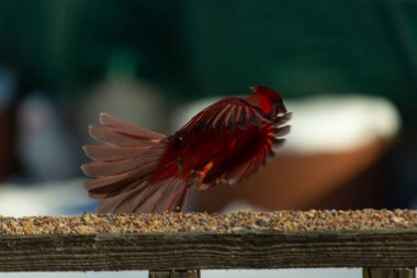 Bu güzel kardinalin ahşap korkuluklardan havalanmasına bayılıyorum. Kanatları vantilatör gibi açıldı. Kırmızı ve siyah ışığın güzel gölgeleri görüntüyü canlandırıyor..