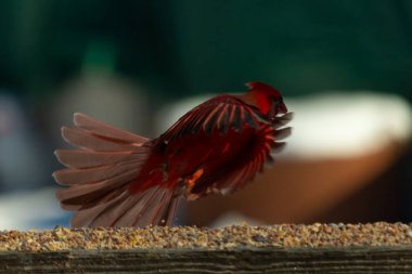 Bu güzel kardinalin ahşap korkuluklardan havalanmasına bayılıyorum. Kanatları vantilatör gibi açıldı. Kırmızı ve siyah ışığın güzel gölgeleri görüntüyü canlandırıyor..