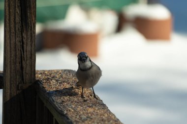 Bu güzel mavi karga ahşap korkuluklara doğru geldi. Kuşyemi bu kuşun her yerinde. Bu renkli kuşları beyaz, siyah ve mavi tüyleriyle izlemek çok güzel..