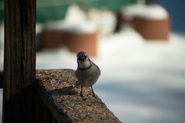 Bu güzel mavi karga ahşap korkuluklara doğru geldi. Kuşyemi bu kuşun her yerinde. Bu renkli kuşları beyaz, siyah ve mavi tüyleriyle izlemek çok güzel..