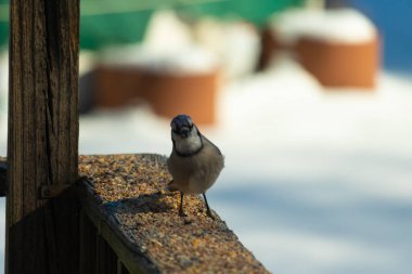 Bu güzel mavi karga ahşap korkuluklara doğru geldi. Kuşyemi bu kuşun her yerinde. Bu renkli kuşları beyaz, siyah ve mavi tüyleriyle izlemek çok güzel..