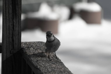 Bu güzel mavi karga ahşap korkuluklara doğru geldi. Kuşyemi bu kuşun her yerinde. Bu renkli kuşları beyaz, siyah ve mavi tüyleriyle izlemek çok güzel..