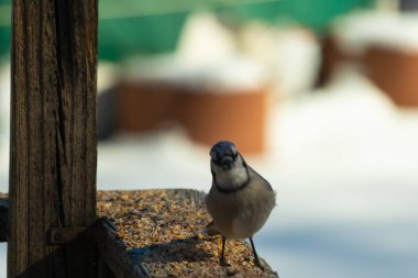 Bu güzel mavi karga ahşap korkuluklara doğru geldi. Kuşyemi bu kuşun her yerinde. Bu renkli kuşları beyaz, siyah ve mavi tüyleriyle izlemek çok güzel..