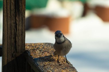 Bu güzel mavi karga ahşap korkuluklara doğru geldi. Kuşyemi bu kuşun her yerinde. Bu renkli kuşları beyaz, siyah ve mavi tüyleriyle izlemek çok güzel..