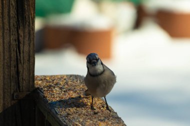 Bu güzel mavi karga ahşap korkuluklara doğru geldi. Kuşyemi bu kuşun her yerinde. Bu renkli kuşları beyaz, siyah ve mavi tüyleriyle izlemek çok güzel..