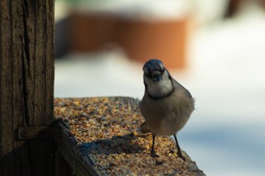 Bu güzel mavi karga ahşap korkuluklara doğru geldi. Kuşyemi bu kuşun her yerinde. Bu renkli kuşları beyaz, siyah ve mavi tüyleriyle izlemek çok güzel..