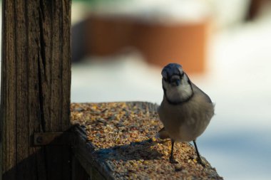 Bu güzel mavi karga ahşap korkuluklara doğru geldi. Kuşyemi bu kuşun her yerinde. Bu renkli kuşları beyaz, siyah ve mavi tüyleriyle izlemek çok güzel..