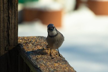 Bu güzel mavi karga ahşap korkuluklara doğru geldi. Kuşyemi bu kuşun her yerinde. Bu renkli kuşları beyaz, siyah ve mavi tüyleriyle izlemek çok güzel..