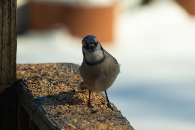 Bu güzel mavi karga ahşap korkuluklara doğru geldi. Kuşyemi bu kuşun her yerinde. Bu renkli kuşları beyaz, siyah ve mavi tüyleriyle izlemek çok güzel..