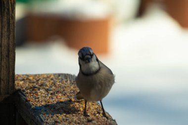 Bu güzel mavi karga ahşap korkuluklara doğru geldi. Kuşyemi bu kuşun her yerinde. Bu renkli kuşları beyaz, siyah ve mavi tüyleriyle izlemek çok güzel..