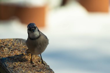 Bu güzel mavi karga ahşap korkuluklara doğru geldi. Kuşyemi bu kuşun her yerinde. Bu renkli kuşları beyaz, siyah ve mavi tüyleriyle izlemek çok güzel..