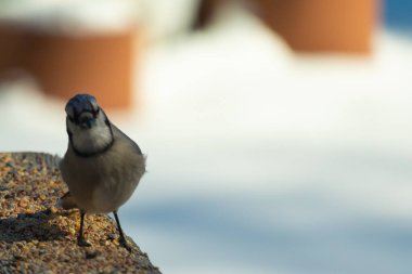 Bu güzel mavi karga ahşap korkuluklara doğru geldi. Kuşyemi bu kuşun her yerinde. Bu renkli kuşları beyaz, siyah ve mavi tüyleriyle izlemek çok güzel..
