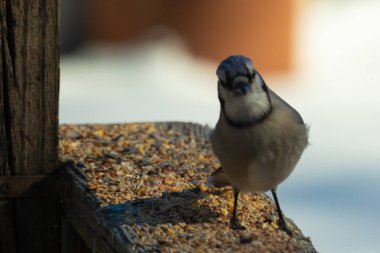Bu güzel mavi karga ahşap korkuluklara doğru geldi. Kuşyemi bu kuşun her yerinde. Bu renkli kuşları beyaz, siyah ve mavi tüyleriyle izlemek çok güzel..