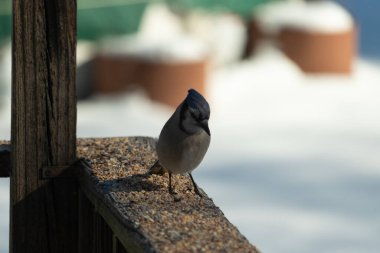 Bu güzel mavi karga ahşap korkuluklara doğru geldi. Kuşyemi bu kuşun her yerinde. Bu renkli kuşları beyaz, siyah ve mavi tüyleriyle izlemek çok güzel..