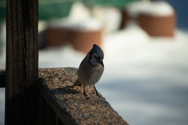 Bu güzel mavi karga ahşap korkuluklara doğru geldi. Kuşyemi bu kuşun her yerinde. Bu renkli kuşları beyaz, siyah ve mavi tüyleriyle izlemek çok güzel..