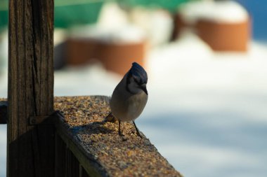 Bu güzel mavi karga ahşap korkuluklara doğru geldi. Kuşyemi bu kuşun her yerinde. Bu renkli kuşları beyaz, siyah ve mavi tüyleriyle izlemek çok güzel..