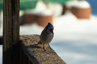 Bu güzel mavi karga ahşap korkuluklara doğru geldi. Kuşyemi bu kuşun her yerinde. Bu renkli kuşları beyaz, siyah ve mavi tüyleriyle izlemek çok güzel..