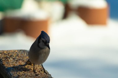 Bu güzel mavi karga ahşap korkuluklara doğru geldi. Kuşyemi bu kuşun her yerinde. Bu renkli kuşları beyaz, siyah ve mavi tüyleriyle izlemek çok güzel..