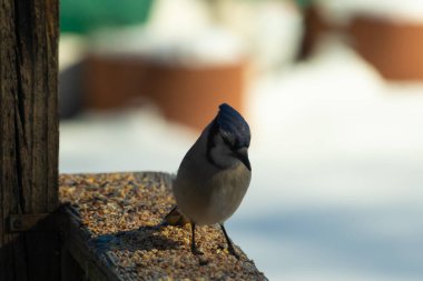 Bu güzel mavi karga ahşap korkuluklara doğru geldi. Kuşyemi bu kuşun her yerinde. Bu renkli kuşları beyaz, siyah ve mavi tüyleriyle izlemek çok güzel..