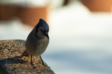 Bu güzel mavi karga ahşap korkuluklara doğru geldi. Kuşyemi bu kuşun her yerinde. Bu renkli kuşları beyaz, siyah ve mavi tüyleriyle izlemek çok güzel..