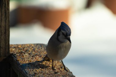 Bu güzel mavi karga ahşap korkuluklara doğru geldi. Kuşyemi bu kuşun her yerinde. Bu renkli kuşları beyaz, siyah ve mavi tüyleriyle izlemek çok güzel..