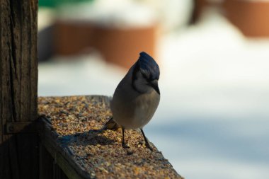 Bu güzel mavi karga ahşap korkuluklara doğru geldi. Kuşyemi bu kuşun her yerinde. Bu renkli kuşları beyaz, siyah ve mavi tüyleriyle izlemek çok güzel..