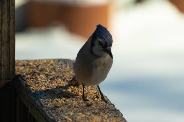 Bu güzel mavi karga ahşap korkuluklara doğru geldi. Kuşyemi bu kuşun her yerinde. Bu renkli kuşları beyaz, siyah ve mavi tüyleriyle izlemek çok güzel..