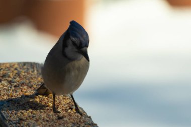 Bu güzel mavi karga ahşap korkuluklara doğru geldi. Kuşyemi bu kuşun her yerinde. Bu renkli kuşları beyaz, siyah ve mavi tüyleriyle izlemek çok güzel..