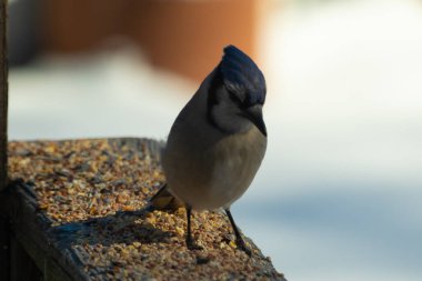 Bu güzel mavi karga ahşap korkuluklara doğru geldi. Kuşyemi bu kuşun her yerinde. Bu renkli kuşları beyaz, siyah ve mavi tüyleriyle izlemek çok güzel..