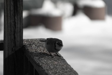 Bu güzel mavi karga ahşap korkuluklara doğru geldi. Kuşyemi bu kuşun her yerinde. Bu renkli kuşları beyaz, siyah ve mavi tüyleriyle izlemek çok güzel..