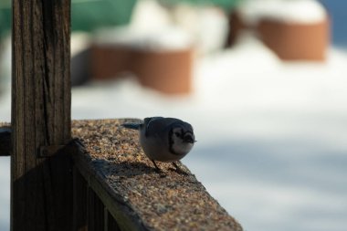 Bu güzel mavi karga ahşap korkuluklara doğru geldi. Kuşyemi bu kuşun her yerinde. Bu renkli kuşları beyaz, siyah ve mavi tüyleriyle izlemek çok güzel..