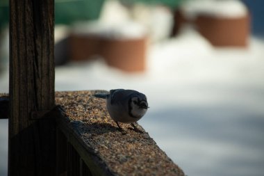 Bu güzel mavi karga ahşap korkuluklara doğru geldi. Kuşyemi bu kuşun her yerinde. Bu renkli kuşları beyaz, siyah ve mavi tüyleriyle izlemek çok güzel..