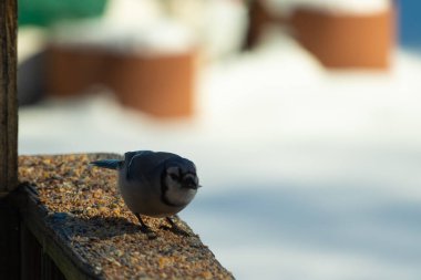 Bu güzel mavi karga ahşap korkuluklara doğru geldi. Kuşyemi bu kuşun her yerinde. Bu renkli kuşları beyaz, siyah ve mavi tüyleriyle izlemek çok güzel..