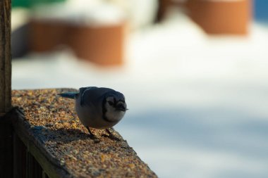 Bu güzel mavi karga ahşap korkuluklara doğru geldi. Kuşyemi bu kuşun her yerinde. Bu renkli kuşları beyaz, siyah ve mavi tüyleriyle izlemek çok güzel..