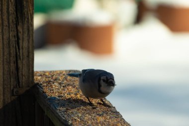 Bu güzel mavi karga ahşap korkuluklara doğru geldi. Kuşyemi bu kuşun her yerinde. Bu renkli kuşları beyaz, siyah ve mavi tüyleriyle izlemek çok güzel..