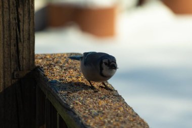 Bu güzel mavi karga ahşap korkuluklara doğru geldi. Kuşyemi bu kuşun her yerinde. Bu renkli kuşları beyaz, siyah ve mavi tüyleriyle izlemek çok güzel..