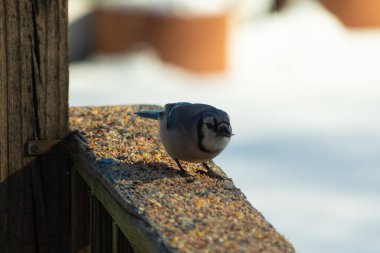 Bu güzel mavi karga ahşap korkuluklara doğru geldi. Kuşyemi bu kuşun her yerinde. Bu renkli kuşları beyaz, siyah ve mavi tüyleriyle izlemek çok güzel..