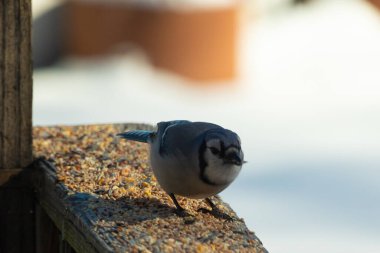 Bu güzel mavi karga ahşap korkuluklara doğru geldi. Kuşyemi bu kuşun her yerinde. Bu renkli kuşları beyaz, siyah ve mavi tüyleriyle izlemek çok güzel..