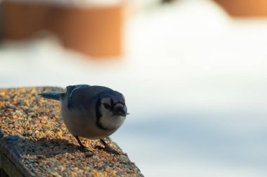 Bu güzel mavi karga ahşap korkuluklara doğru geldi. Kuşyemi bu kuşun her yerinde. Bu renkli kuşları beyaz, siyah ve mavi tüyleriyle izlemek çok güzel..