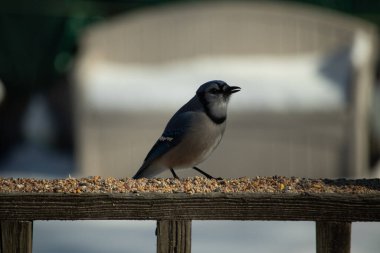 Bu güzel mavi karga ahşap korkuluklara doğru geldi. Kuşyemi bu kuşun her yerinde. Bu renkli kuşları beyaz, siyah ve mavi tüyleriyle izlemek çok güzel..