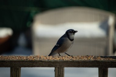 Bu güzel mavi karga ahşap korkuluklara doğru geldi. Kuşyemi bu kuşun her yerinde. Bu renkli kuşları beyaz, siyah ve mavi tüyleriyle izlemek çok güzel..