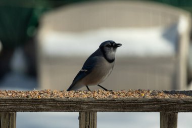 Bu güzel mavi karga ahşap korkuluklara doğru geldi. Kuşyemi bu kuşun her yerinde. Bu renkli kuşları beyaz, siyah ve mavi tüyleriyle izlemek çok güzel..