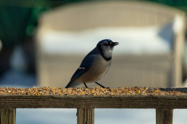 Bu güzel mavi karga ahşap korkuluklara doğru geldi. Kuşyemi bu kuşun her yerinde. Bu renkli kuşları beyaz, siyah ve mavi tüyleriyle izlemek çok güzel..