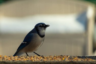 Bu güzel mavi karga ahşap korkuluklara doğru geldi. Kuşyemi bu kuşun her yerinde. Bu renkli kuşları beyaz, siyah ve mavi tüyleriyle izlemek çok güzel..