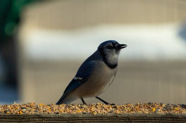 Bu güzel mavi karga ahşap korkuluklara doğru geldi. Kuşyemi bu kuşun her yerinde. Bu renkli kuşları beyaz, siyah ve mavi tüyleriyle izlemek çok güzel..