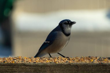 Bu güzel mavi karga ahşap korkuluklara doğru geldi. Kuşyemi bu kuşun her yerinde. Bu renkli kuşları beyaz, siyah ve mavi tüyleriyle izlemek çok güzel..