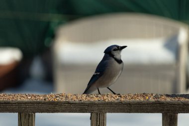 Bu güzel mavi karga ahşap korkuluklara doğru geldi. Kuşyemi bu kuşun her yerinde. Bu renkli kuşları beyaz, siyah ve mavi tüyleriyle izlemek çok güzel..