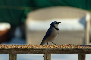 Bu güzel mavi karga ahşap korkuluklara doğru geldi. Kuşyemi bu kuşun her yerinde. Bu renkli kuşları beyaz, siyah ve mavi tüyleriyle izlemek çok güzel..