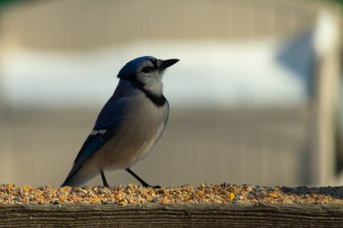 Bu güzel mavi karga ahşap korkuluklara doğru geldi. Kuşyemi bu kuşun her yerinde. Bu renkli kuşları beyaz, siyah ve mavi tüyleriyle izlemek çok güzel..