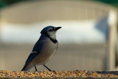 Bu güzel mavi karga ahşap korkuluklara doğru geldi. Kuşyemi bu kuşun her yerinde. Bu renkli kuşları beyaz, siyah ve mavi tüyleriyle izlemek çok güzel..